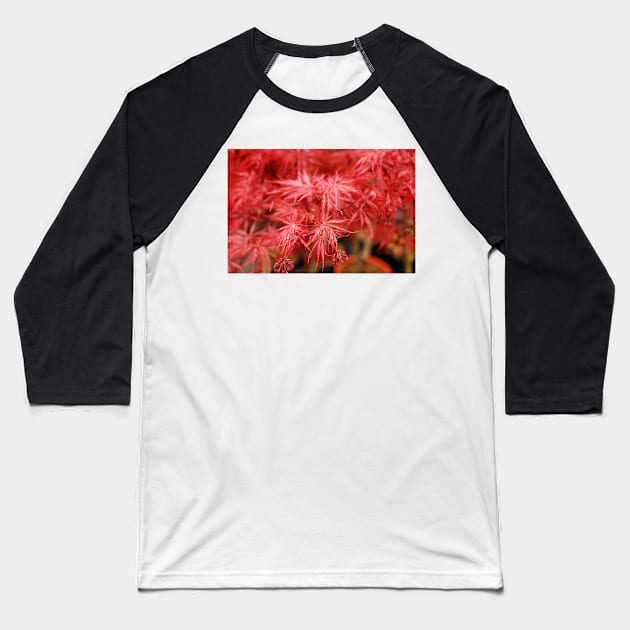 Red Acer Leaves Baseball T-Shirt by jojobob